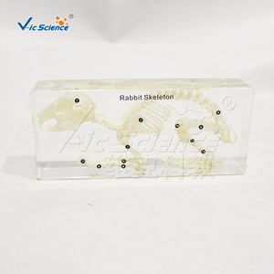 Spécimen de squelette de lapin ; modèle d'enseignement de l'anatomie animale ; outil pédagogique pour les laboratoires scolaires. - Product Image 2