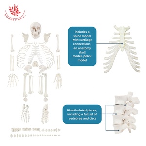 El esqueleto humano es una gran opción <span class=keywords><strong>para</strong></span> que el médico estudiante estudie el modelo de hueso desarticulado de cuerpo entero con vértebras y discos - Product Image 3