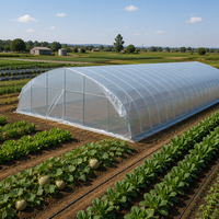 Serre tunnel agricole à simple travée pour la culture de légumes