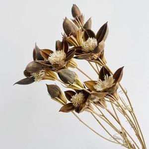 2023 INS stile all'ingrosso essiccato Honggui <span class=keywords><strong>Ren</strong></span> per la casa/decorazione domestica conservata Honggui <span class=keywords><strong>Ren</strong></span> - Product Image 5