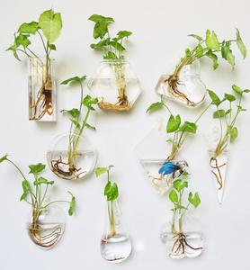 ตู้ปลาทรงกลมมาริโมผสม พร้อมต้นไม้ประดับในน้ำ ต้นไม้ไม้เลื้อย ดอกไม้ ต้นไม้จิ๋วในภาชนะทรงเรขาคณิต แจกันทรงกลมสำหรับงานแต่งงาน ต้นไม้ประดับในน้ำพร้อมมอสบอล - Product Image 1