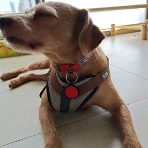 Etiquetas redondas de silicona para identificación de mascotas, las más vendidas, animales, perros, 1 ud./bolsa opp, logotipo de marca personalizado, acolchadas, sin cantidad mínima de 7-15 días, Silicona - Product Image 4