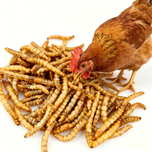 Vermi Gialli Essiccati, Alimento Naturale a Base di Proteine di Insetti per Uccelli Selvatici - Product Image 2