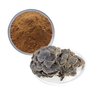 100% 최고 품질의 10:1 다당류 차가 버섯 추출물 분말 - Product Image 6