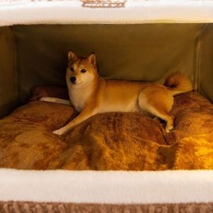 Custom Modern Solid Pattern Luxury Pet House & Dog/<b>Cat</b> Bed with Washable Cover Orthopaedic Design <b>for</b> All Seasons - Product Image 4