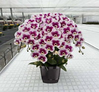 Maceta decorativa con aspecto de porcelana alta F23024 para bodas navideñas y decoración minorista - Product Image 2