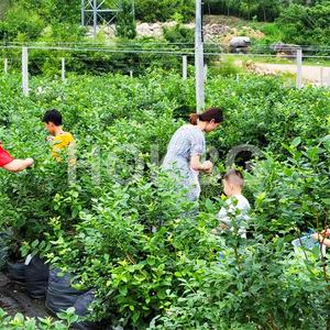 HOKBG 20 Galones Ecológico PP Negro 45 5 galones Maceta Tela Tejida Fieltro Crecimiento Maceta Bolsas Planta Granja Jardín bolsa de cultivo - Product Image 4