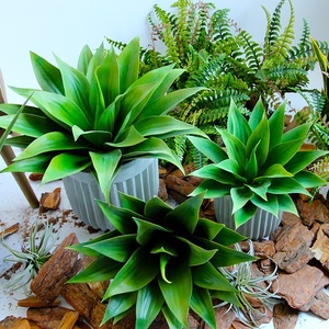 Simulación de planta Natural de plástico, hojas verdes, bonsái Artificial, pequeño en maceta, planta de <span class=keywords><strong>Agave</strong></span>, seda falsa, decoración del hogar - Product Image 2