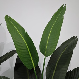 Premium Feeling Simulation Luxury Green Artificial Plastic Traveler Banana para la decoración de la sala de estar - Product Image 2