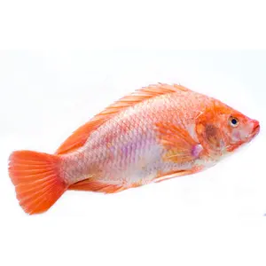 Yeni sezon çin dondurulmuş kırmızı Tilapia 350-550g IQF dondurulmuş balık Gutted ölçeklendirilmiş kırmızı Tilapia