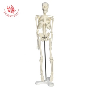 Bộ Xương Mô Hình Mini Loại 45Cm Bộ Xương Con Người Hot Bán Trẻ Em Đồ Chơi Halloween Quà Tặng Nghệ Thuật Mô Hình Bộ Xương - Product Image 3
