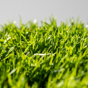 Graines de Ryegrass Perennial de qualité supérieure, à croissance rapide, à installation rapide, résistantes au froid (Double DLF) - Product Image 1