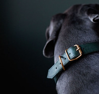 Collier en cuir pour chien de compagnie à motif solide multicolore de luxe personnalisé et accessoire de fabricant en gros