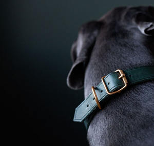 <span class=keywords><strong>Collar</strong></span> de cuero de perro mascota de patrón sólido multicolor de lujo personalizado y accesorio al por mayor del fabricante - Product Image 3