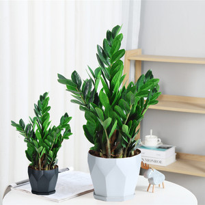 Albero della Fortuna in Vaso per Interni, Sempreverde per Quattro Stagioni, Facile da Curare, Grande e Piccolo - Product Image 4