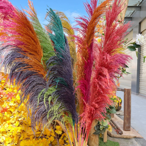 Plumas de Pampas Preservadas al por Mayor, Grandes, Esponjosas, Tacto Natural, Decoración Boho, Arco de Boda, Lujo, Navidad, Naturales y Secas - Product Image 4