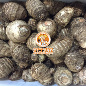 <span class=keywords><strong>Taro</strong></span> Fresco 2026 Nuovo Raccolto di Alta Qualità <span class=keywords><strong>Taro</strong></span> <span class=keywords><strong>Cinese</strong></span> per Cucina e Lavorazione - Product Image 2
