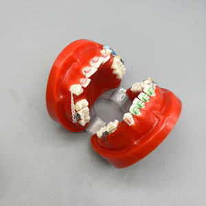Sistema di Simulazione Dentale Ortodontica con Denti in Resina, Quattro Brackets Premolari, Filo di Legatura, Modello Anatomico per Scienza Medica - Product Image 4