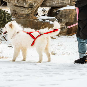 Arnés para mascotas nuevo 2025, correa de tracción de peso altamente reflectante de lujo, arnés para perros de trineo grande ajustable personalizado, arnés para mascotas sin estrangulamiento - Product Image 6