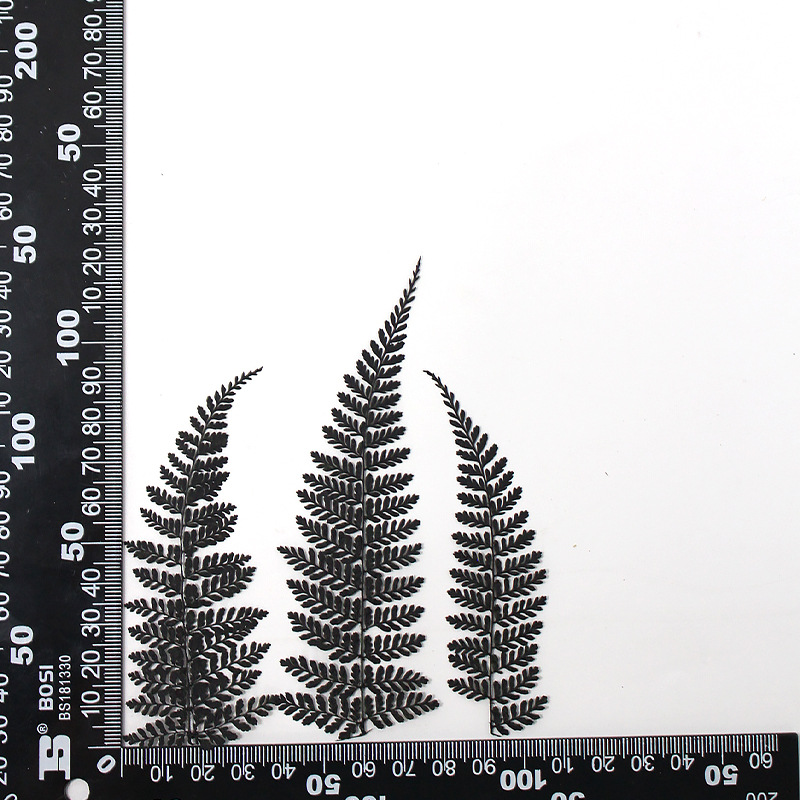 MH639-Black-Dauallia bullata