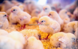 5280 pièces Élevage Automatique Machine À Couver/Industriel Poulet Canard Oie <span class=keywords><strong>Semis</strong></span> Incubateur/Oiseau <span class=keywords><strong>oeuf</strong></span> à couver - Product Image 6