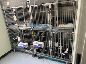 Fabbrica prezzo più economico 304 in acciaio inox veterinario animali da compagnia ricovero clinica veterinaria gabbie ospedaliere per cane gatto iniezione - Product Image 4