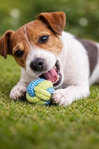 Jouet pour chien en corde de coton tressée multicolore, résistant aux morsures, pour nettoyer les dents, balle pour animaux de compagnie, jouets pour chiens agressifs - Product Image 4