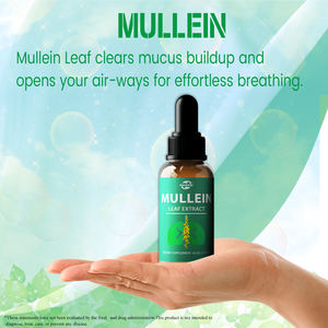 Gotas de Verbasco Haccp OEM ODM para Adultos y Niños, Soporte Antioxidante para la Salud Pulmonar, Fibra Dietética, Gotas Líquidas de Verbasco - Product Image 4