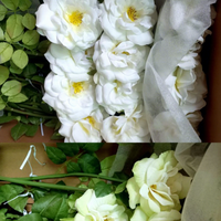 Dekorasi Bunga PVC DREA Floral Decor, Bunga Mawar Sutra Buatan Baru dengan Sentuhan Realistis untuk Dekorasi Rumah dan Centerpiece Tahun Baru