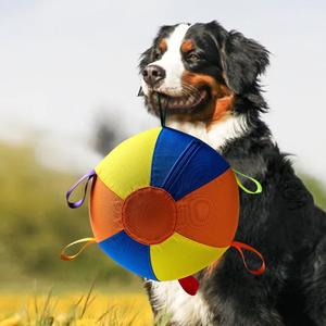 Jouets interactifs pour chiens avec sangles, pour chiens de berger australiens, chiens de bétail, chiens collie, balles pour le jeu des chiens - Product Image 5
