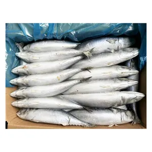 Premius Quality China Origin Frozen Pacific Mackerel with all size