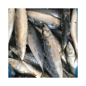 Frozen Mackerel Fish Frozen Fresh Seafood - Product Image 1