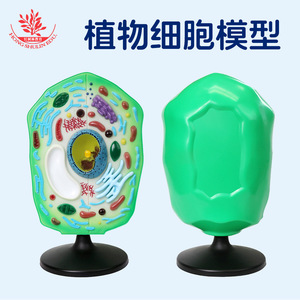 Modelo de célula vegetal, un material didáctico de plástico para biología en el nivel de secundaria, utilizado para observar células y como herramienta de enseñanza. - Product Image 5