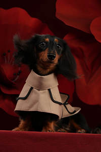 Grosir kustom Dachshund pakaian anjing padat Ramah Lingkungan Mewah klasik musim dingin jaket mantel hewan peliharaan jaket untuk Natal - Product Image 3