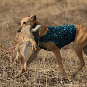 Caccia cane gps rastreador perros cintura gps <span class=keywords><strong>pet</strong></span> collare cane <span class=keywords><strong>tracker</strong></span> gps personalizzato per hund - Product Image 1