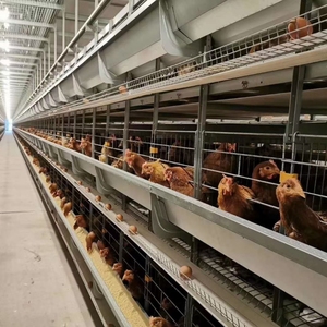 Bất ngờ giá hen lồng cho trang trại gà ở <span class=keywords><strong>rwanda</strong></span> gia cầm lớp gà lồng - Product Image 5