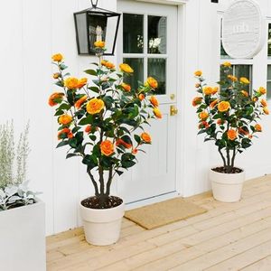 Gran oferta de árbol Floral de planta en maceta naranja falso para exteriores, gran variedad de plantas en maceta, árbol de Camelia Artificial para la decoración interior de la puerta delantera del hogar - Product Image 4