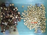 Machine de tri optique WENYAO pour noix de macadamia – Équipement de séparation des amandes de macadamia en coque, éliminant les noix cassées, les noix pourries et les noix décolorées