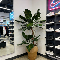 Plantes artificielles Alocasia de haute qualité de 210 cm en pot, design élégant, décoration pour la maison, le bureau, l'hôtel, fausse plante Alocasia dans un pot en ciment