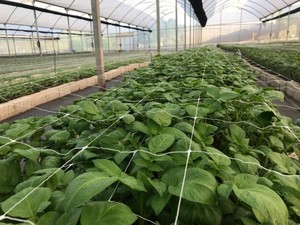 Filet de grimpement pour tomates 8 g/m² / Filet de soutien pour plantes grimpantes / Treillis pour pois - Product Image 2