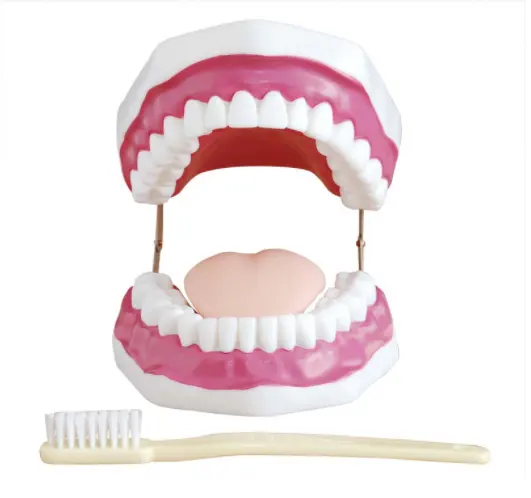 XC-403 (28 dents) nouvelle étude d'enseignement dentaire standard adulte modèle de dents de démonstration Typodont