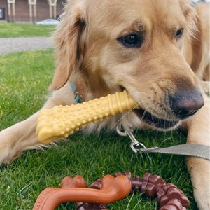 FDA OEM ODM Popüler 4'ü 1 Arada Yok Edilemez Dayanıklı Naylon Köpek Oyuncağı Agresif Çiğneyiciler İçin Büyük Köpek Nylabone ÖZEL Köpek Çiğneme Oyuncakları - Product Image 3