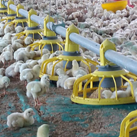 Équipement d'élevage de poulets de chair pour 10 000 à 15 000 poulets, système d'alimentation automatique