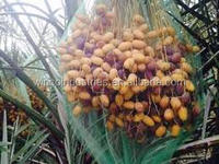 Aangepaste Dadelpalm Mesh Tas Naar Midden-Oosten Markt Groene Mono Dadelpalm Mesh Tas 70X90Cm 40 G/stks 80X100Cm 53 G/stks