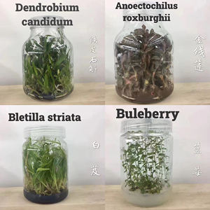 Murashige Skoog Milieu de culture microbiologique pour l'amélioration des plantes Milieu Murashige et Skoog MS Avec <span class=keywords><strong>Agar</strong></span> Et Suga - Product Image 6