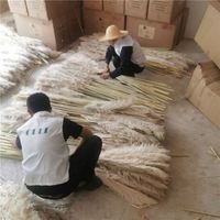 Rumput Pampas Kering Alami Asli B-5500 Hasil Panen Baru, Bulu Besar Putih, Laris Manis, Ramah Lingkungan, Hadiah Natal & Hari Ibu