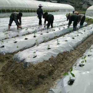 Film de <span class=keywords><strong>paillage</strong></span> en polyéthylène de dernière génération pour <span class=keywords><strong>tomates</strong></span> - Product Image 6