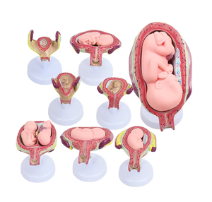 Modelo del Proceso <span class=keywords><strong>de</strong></span> <span class=keywords><strong>Desarrollo</strong></span> del Embarazo, Modelo <span class=keywords><strong>de</strong></span> Planificación y Control <span class=keywords><strong>de</strong></span> Embriones, Modelo del Proceso <span class=keywords><strong>de</strong></span> <span class=keywords><strong>Desarrollo</strong></span> Fetal, Anatomía Uterina - Product Image 4