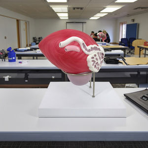 प्रोस्टेट के साथ पुरुष मूत्र मूत्राशय 2 भाग प्रजनन प्रणाली चिकित्सा प्रदर्शन मॉडल का शारीरिक मॉडल - Product Image 3