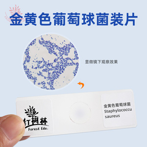 Staphylococcus aureus, un bactérien à Gram positif, est représenté par une coloration bleue au cristal violet. Étampe microbienne bactérienne. - Product Image 4